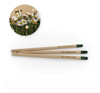 crayon graine marguerite